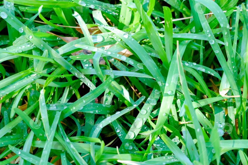 Скачать Клочок травы, покрытый росой фотосток Ozero