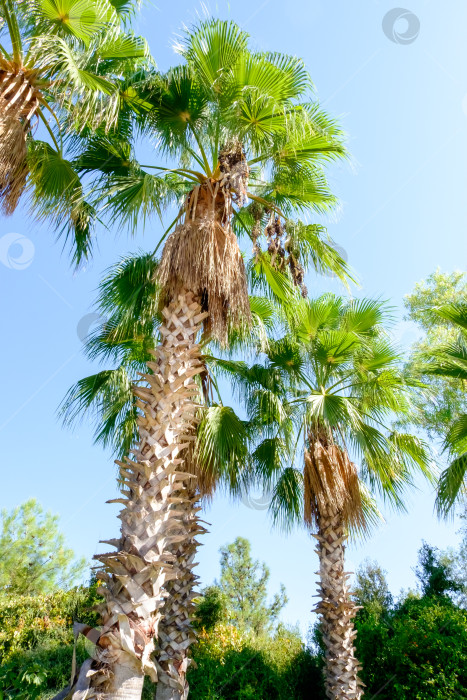 Скачать Две пальмы стоят в поле фотосток Ozero