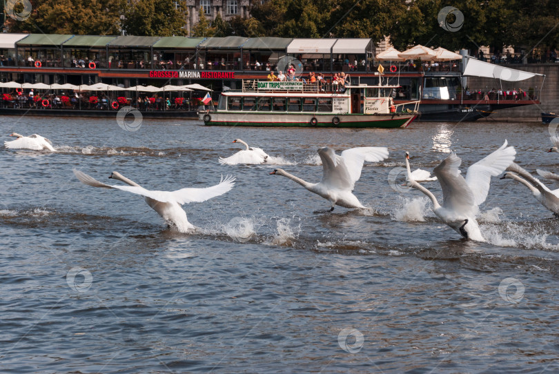 Скачать Лебеди грациозно плывут по реке на фоне туристического катера фотосток Ozero