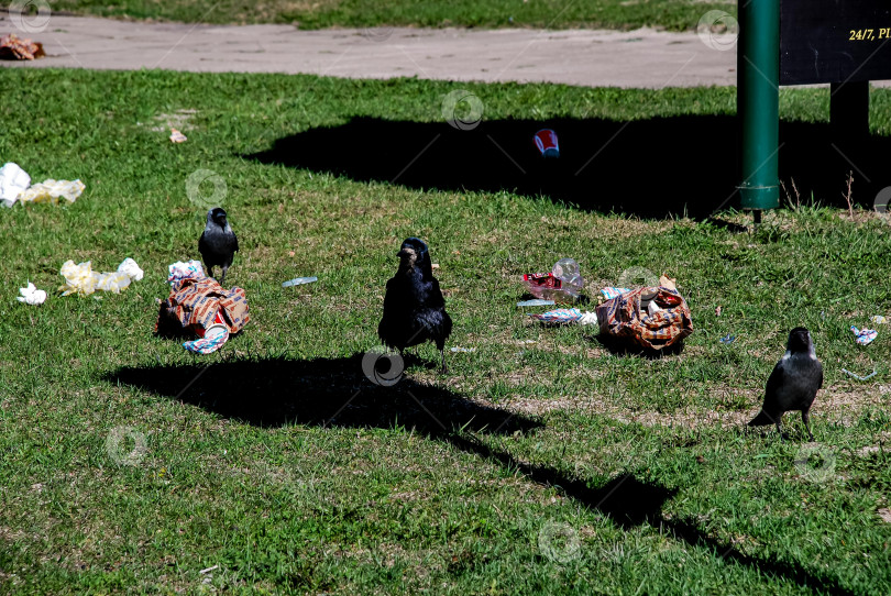 Скачать Вороны роются в мусоре в парке на траве фотосток Ozero