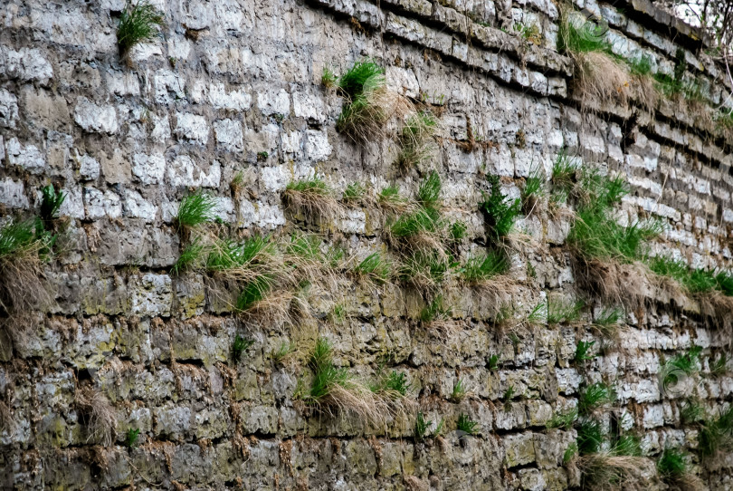 Скачать Состаренная кирпичная стена с органической травой и мхом фотосток Ozero