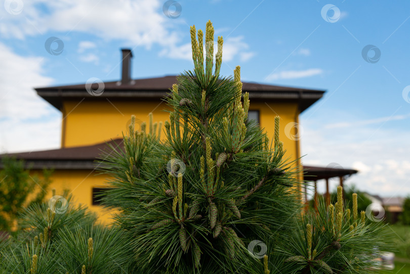 Скачать Зеленая сосна перед желтым домом фотосток Ozero