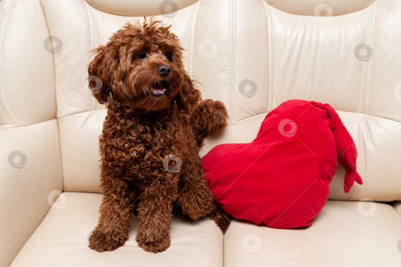 Скачать Очаровательная собачка с красной подушкой в виде сердца фотосток Ozero