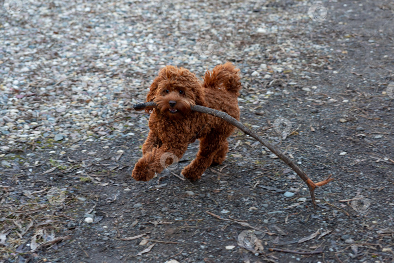 Скачать Игривая собака на природе с палкой фотосток Ozero