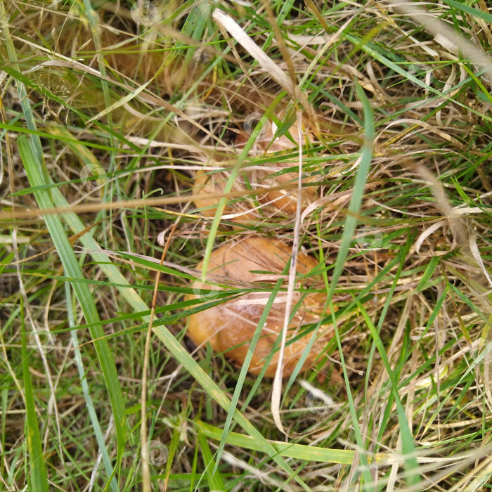 Скачать Маслята. фотосток Ozero