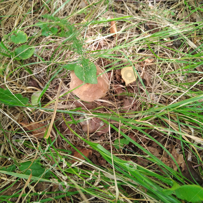 Скачать Подберёзовик. фотосток Ozero