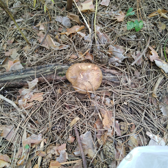 Скачать Подберёзовик. фотосток Ozero