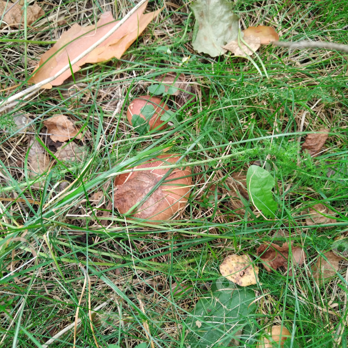 Скачать Маслята. фотосток Ozero