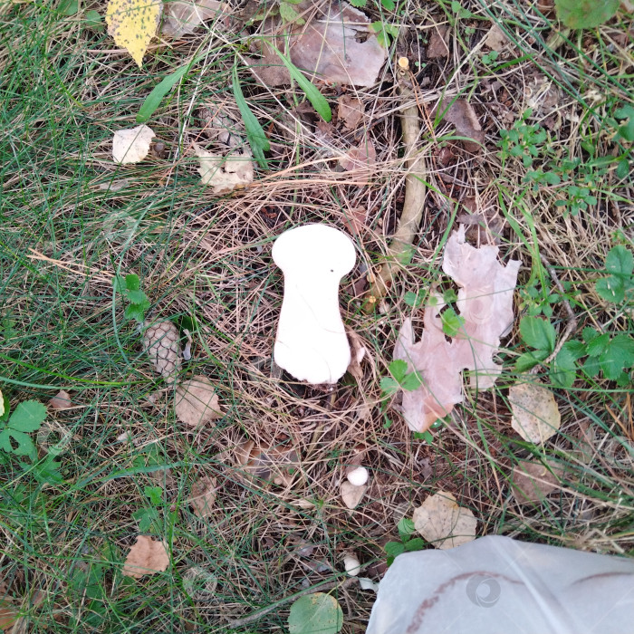 Скачать Дождевик. фотосток Ozero