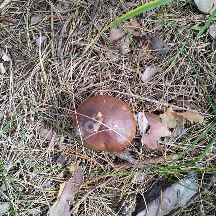 Скачать Маслёнок. фотосток Ozero