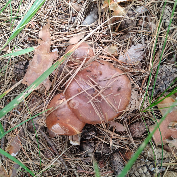 Скачать Маслята. фотосток Ozero