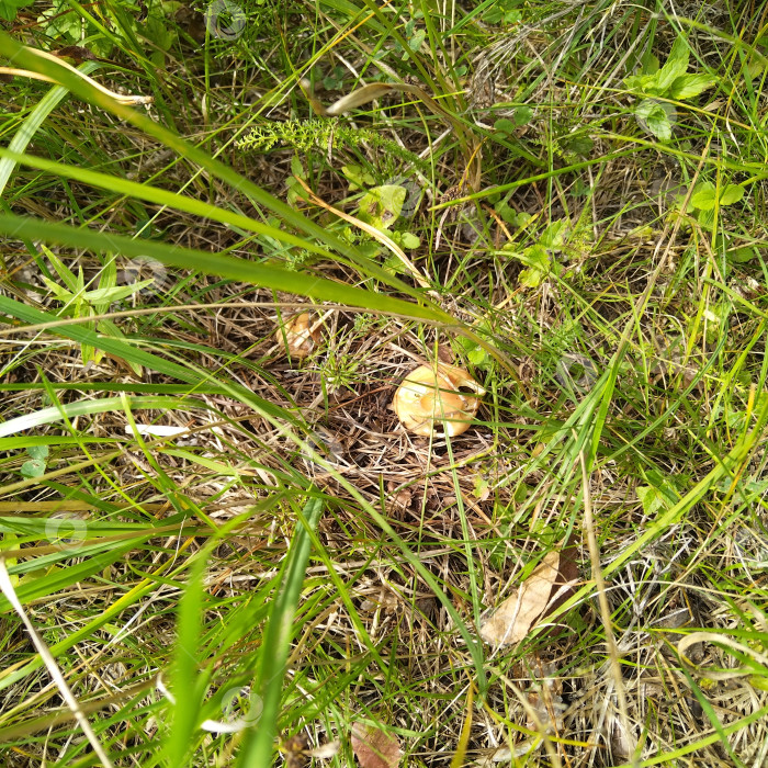 Скачать Маслята. фотосток Ozero