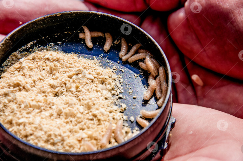 Скачать Рыболовная приманка приманка с нежными червями и опарышами для рыбака хобби досуг на открытом воздухе фотосток Ozero