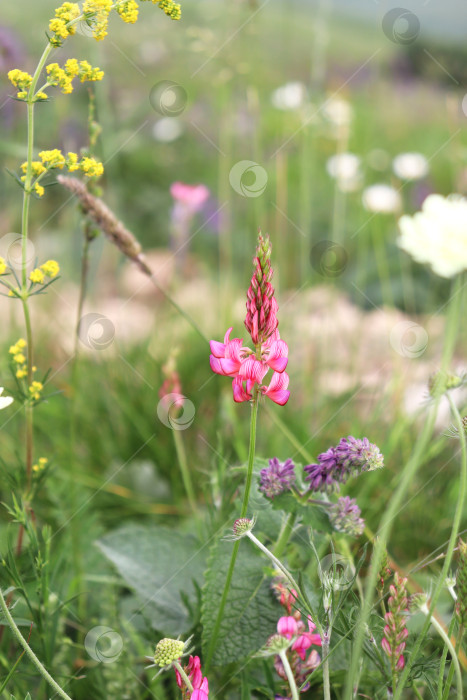 Скачать Цветение на Кавказе фотосток Ozero