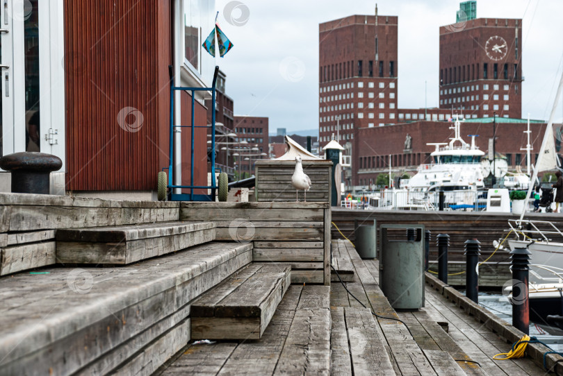 Скачать Вид на гавань с чайкой на деревянной палубе возле здания мэрии Осло фотосток Ozero