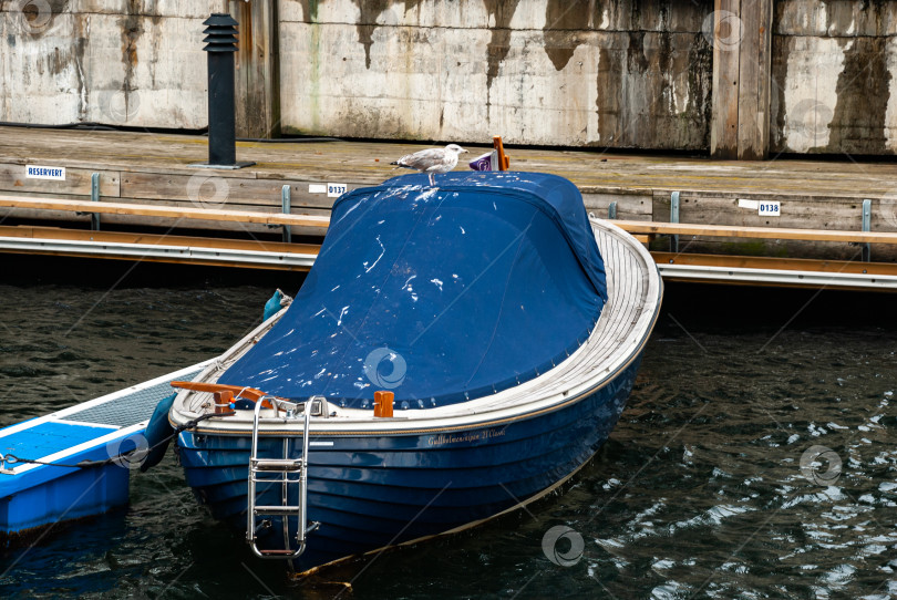 Скачать Чайка сидела на синей крытой лодке, пришвартованной к пристани для яхт фотосток Ozero