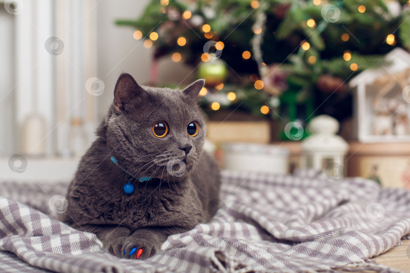 Скачать Кошка лежит на пледе на фоне рождественской елки с горящей гирляндой фотосток Ozero