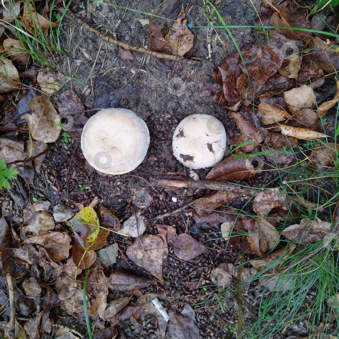 Скачать Груздь. фотосток Ozero