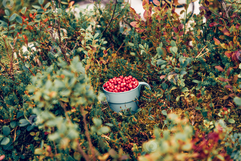 Скачать Пластиковый стаканчик со собранной красной лесной ягодой на природе стоит в зеленых кустах фотосток Ozero
