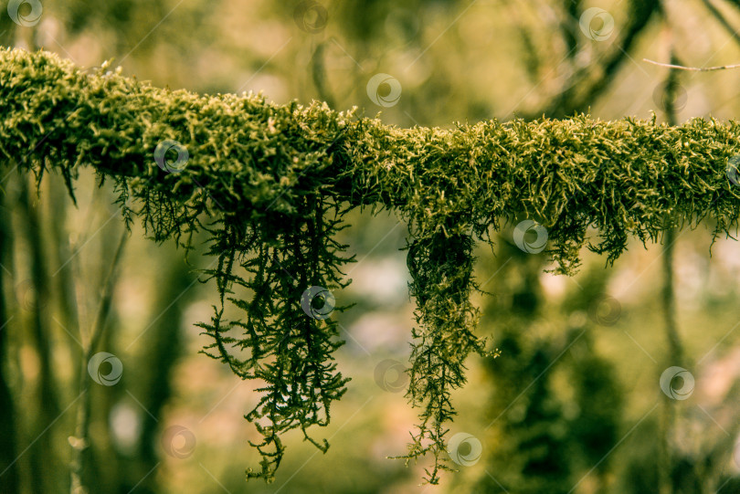 Скачать Крупный план лесного пушистого растения моховой флоры, растущего на стволе дерева в парке фотосток Ozero