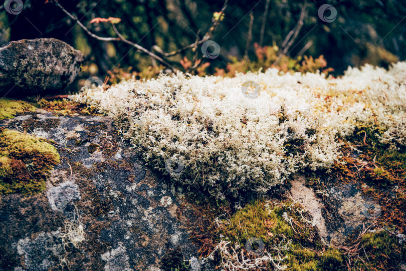 Скачать Крупный план лесного пушистого растения моховой флоры, растущего на стволе дерева в парке фотосток Ozero