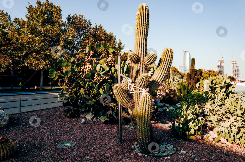 Скачать Большие колючие кактусы кактус пейот, растущий на клумбе в природном саду на открытом воздухе фотосток Ozero