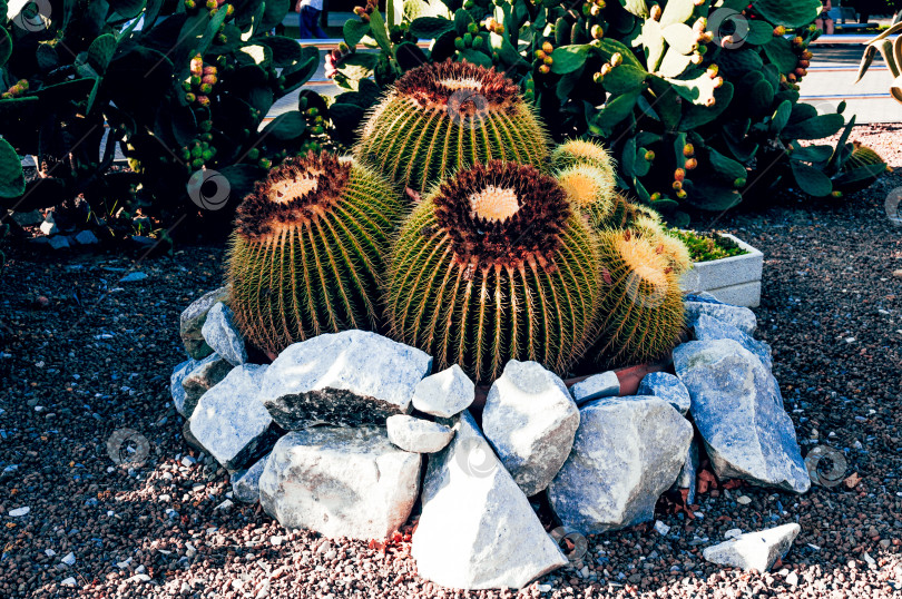 Скачать Большие колючие кактусы кактус пейот, растущий на клумбе в природном саду на открытом воздухе фотосток Ozero