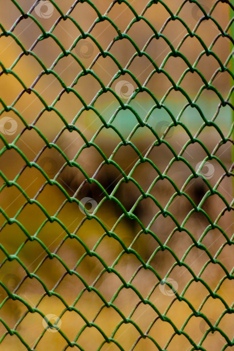 Скачать забор из металлических прутьев, зеленая сетка рабица фотосток Ozero