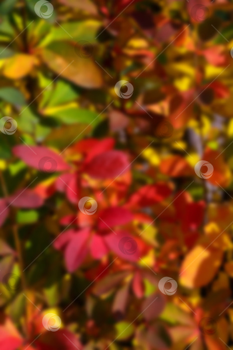 Скачать Естественный фон - осенние красные, зеленые и желтые листья фотосток Ozero