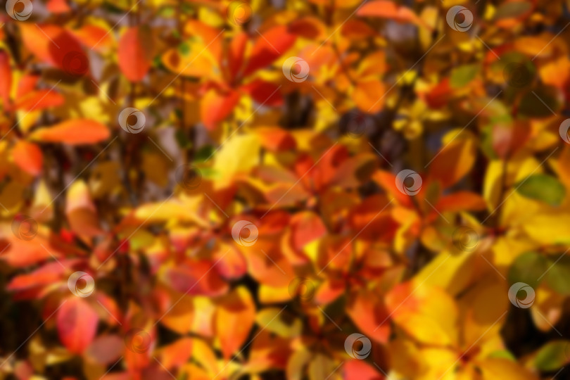 Скачать Естественный фон - осенние красные и желтые листья фотосток Ozero
