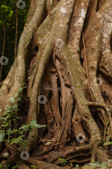 Скачать Корни и ствол дерева в тропическом лесу фотосток Ozero