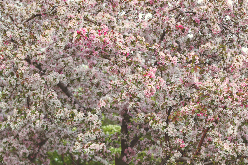 Скачать весенний цветущий сад, белые и розовые цветы фотосток Ozero
