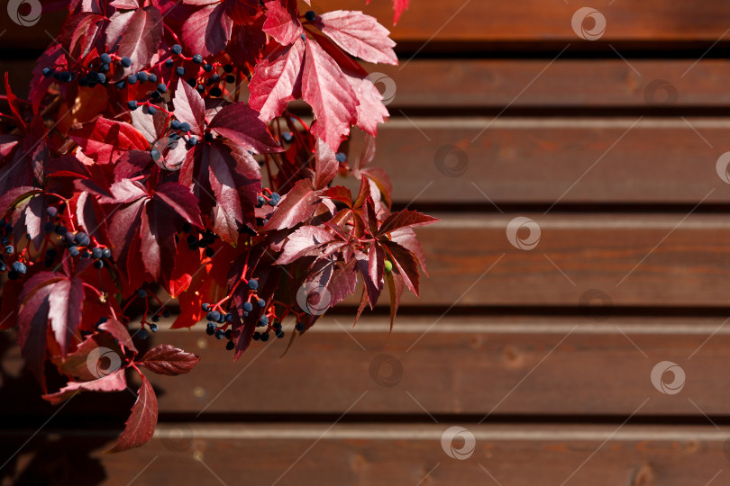 Скачать Естественный фон - осенние красные листья и синие ягоды на деревянном фоне фотосток Ozero