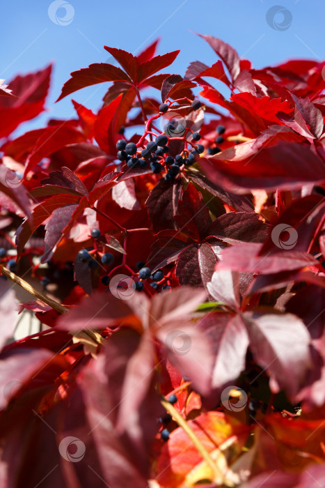 Скачать осенние красные листья и синие ягоды на фоне неба фотосток Ozero