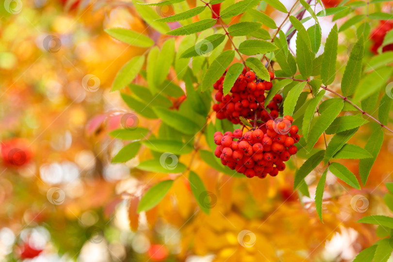 Скачать Осень - рябина на фоне желтых и зеленых листьев фотосток Ozero