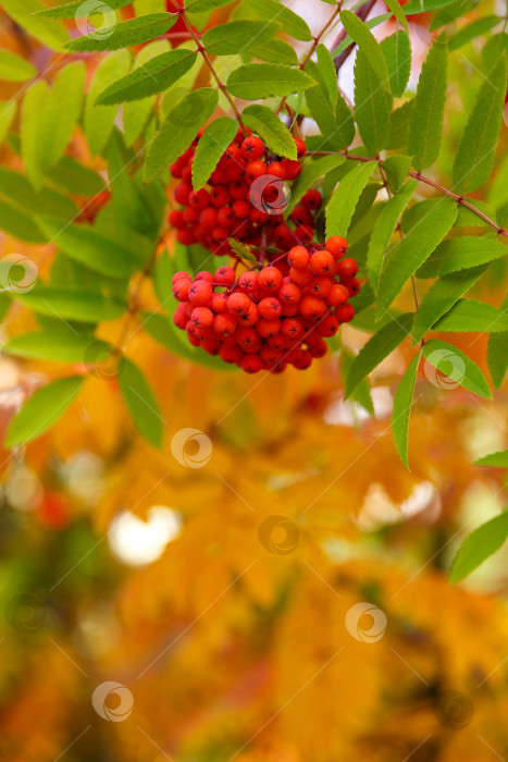 Скачать Осень - рябина на фоне желтых и зеленых листьев фотосток Ozero