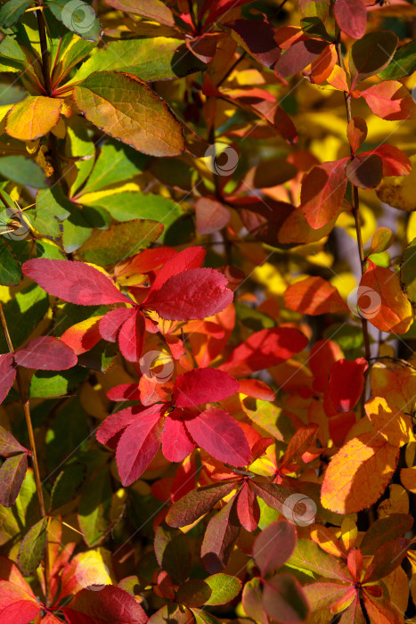 Скачать Естественный фон - осенние красные, зеленые и желтые листья фотосток Ozero