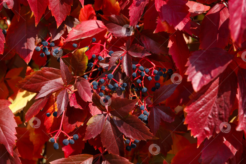 Скачать Естественный фон - осенние листья и синие ягоды фотосток Ozero