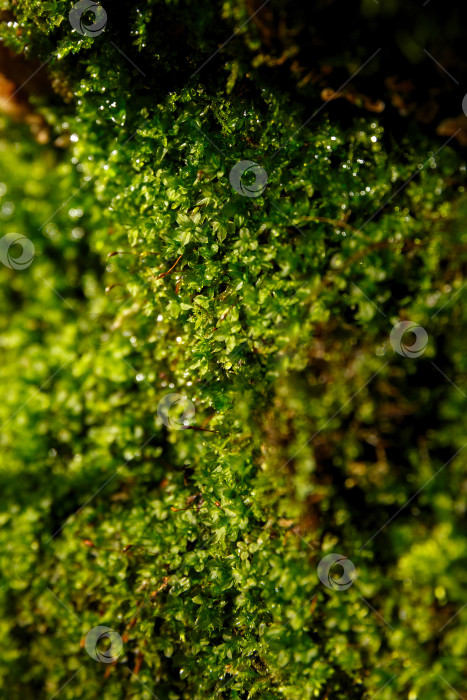Скачать Естественный фон - мох в ярких лучах солнца фотосток Ozero