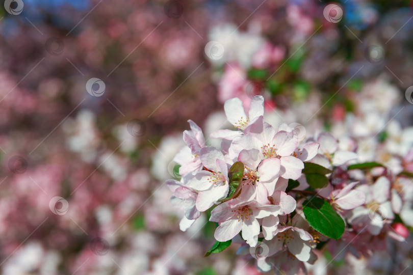 Скачать много розовых цветов на цветущей яблоне фотосток Ozero