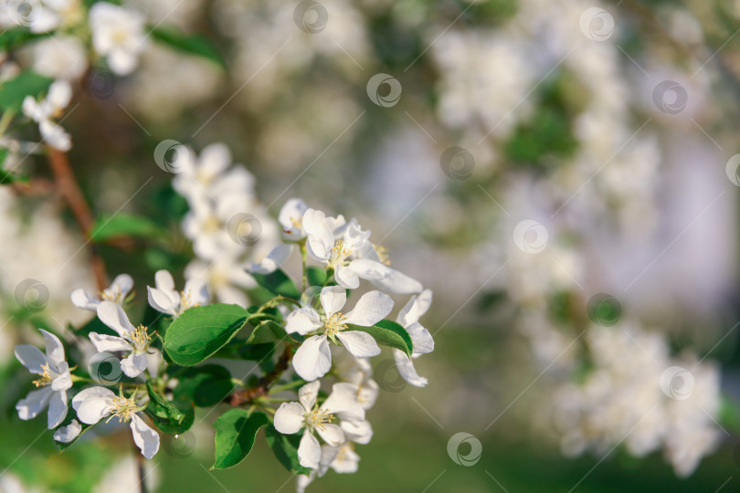 Скачать много белых цветов на цветущей яблоне фотосток Ozero