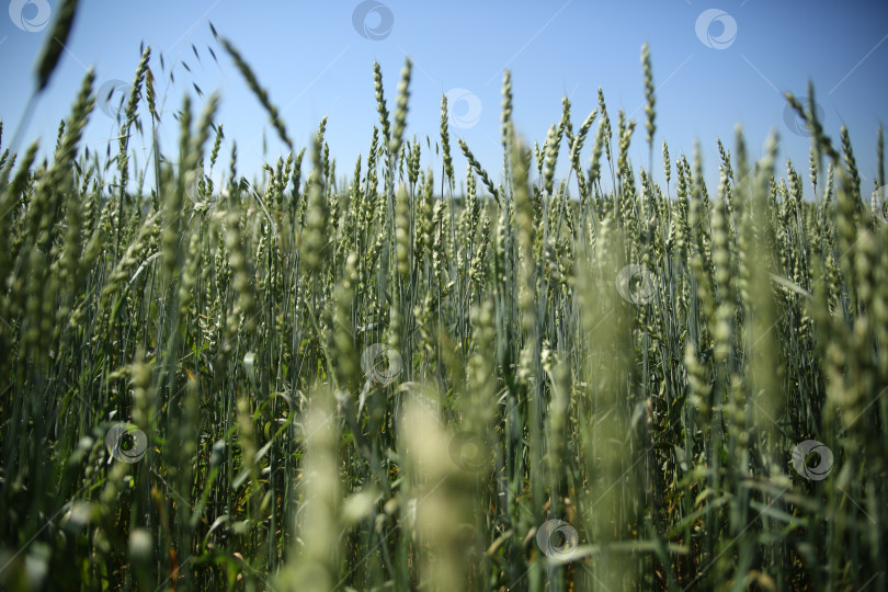Скачать поле молодых колосьев пшеницы на фоне голубого неба фотосток Ozero