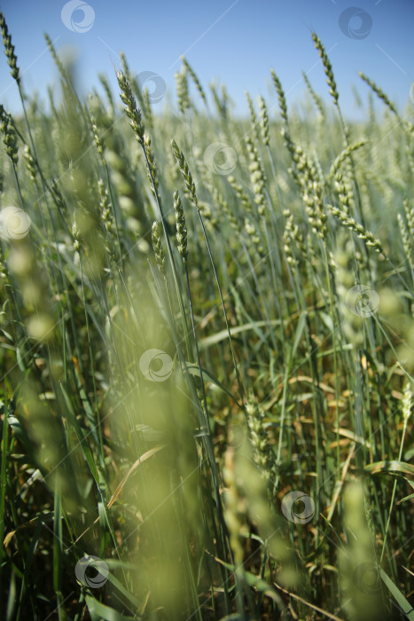 Скачать поле молодых колосьев пшеницы на фоне голубого неба фотосток Ozero
