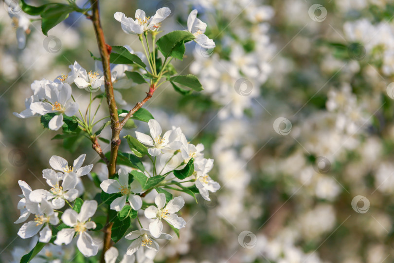 Скачать много белых цветов на цветущей яблоне фотосток Ozero