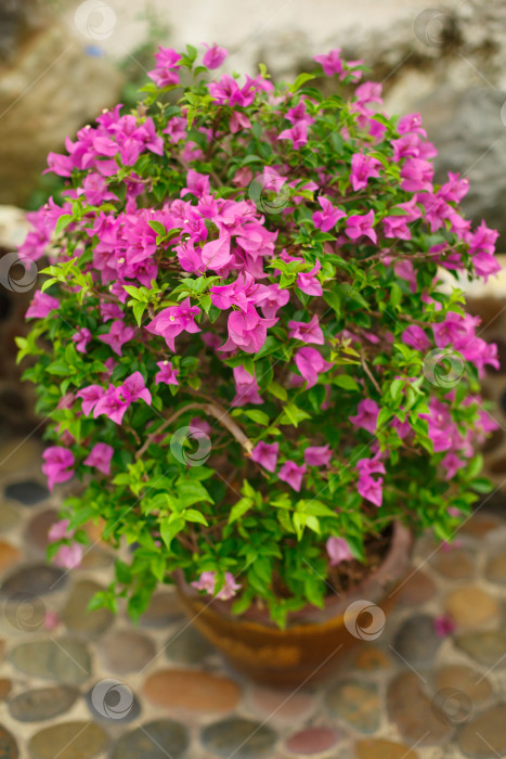Скачать Бугенвиллия растет в горшках в парке фотосток Ozero
