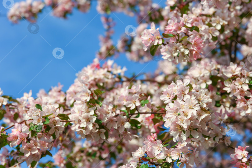 Скачать много розовых цветов на цветущей яблоне фотосток Ozero