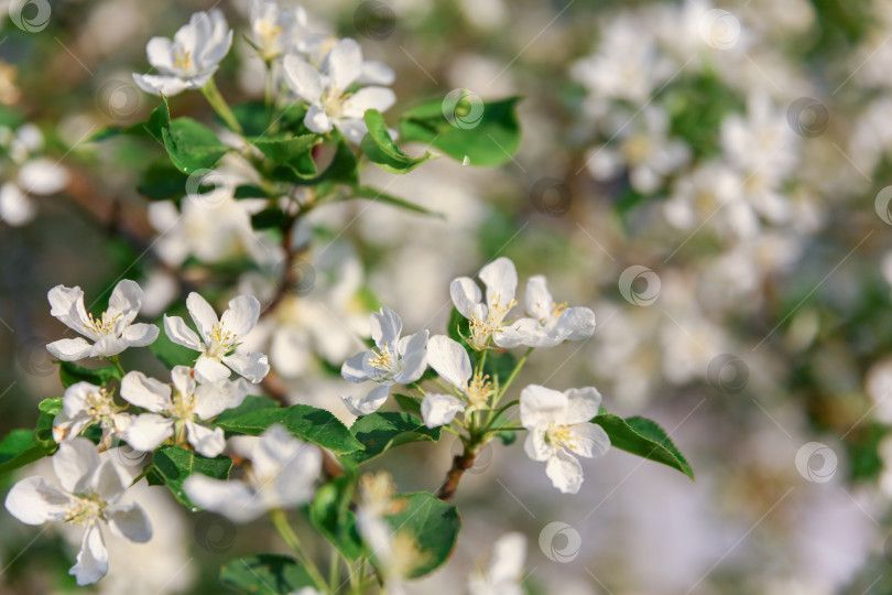 Скачать много белых цветов на цветущей яблоне фотосток Ozero