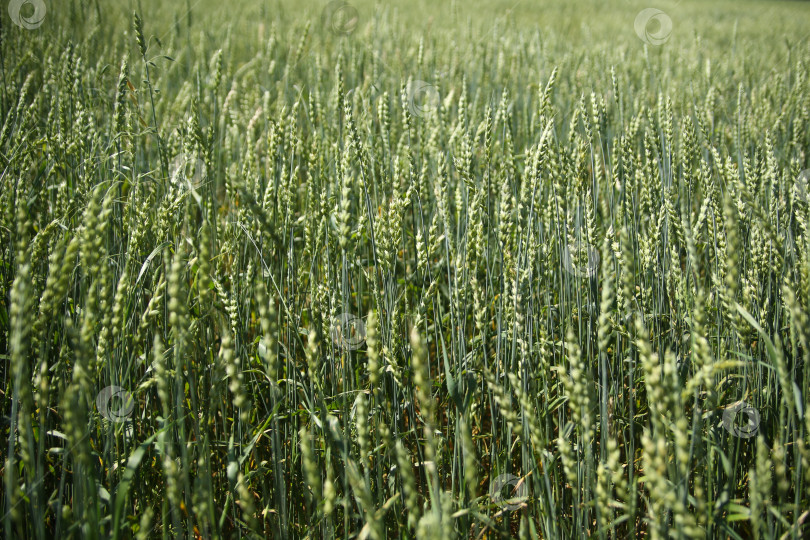 Скачать большое поле колосьев молодой зеленой пшеницы фотосток Ozero