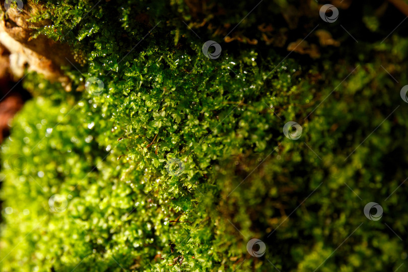 Скачать Естественный фон - мох в ярких лучах солнца фотосток Ozero