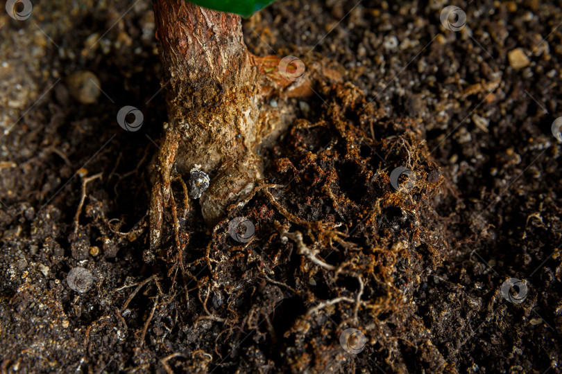 Скачать из земли торчат корни деревьев фотосток Ozero